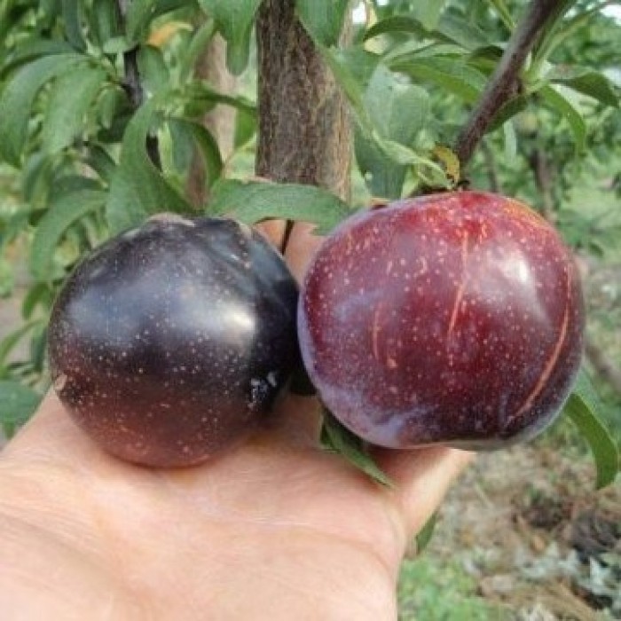Гибрид абрикоса, сливы и персика Шарафуга